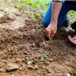 Simple Ways to Improve Soil Quality in Your Backyard Garden